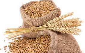 Wheat (with arandia)